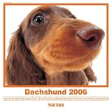 The Dog Dachshund