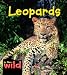 Leopards (In the Wild)