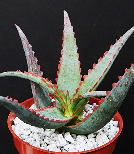 Aloe Cultivar Sunset, Exotic Hybrid Rare Blue Red Color Succulent Cacti Plant 4 Aloe Cultivar Sunset, Exotic Hybrid Rare Blue Red Color Succulent Cacti Plant 4