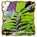 1 Oz Solomon's Seal (Polygonatum canaliculatum) Bulk Wildflower Seeds
