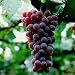 Catawba Grape (Vitis labrusca 'Catawba')