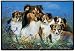 Sheltie Shetland Family Dogs Doormat Home Decor Rug Mat