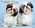 Just Shih Tzus 2008 Calendar (Just)
