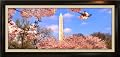 Panoramic Photo of Washington D.C. Cherry Blossom