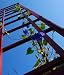 Morning Glory and Trellis - 24