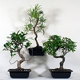 Bonsai Tree-o with Ficus & Yew and Elm Bonsai Tree-o with Ficus & Yew and Elm