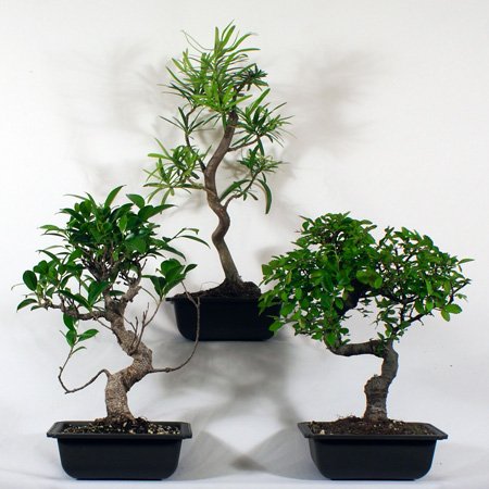 Bonsai Tree-o with Ficus & Yew and Elm