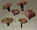 Green Earth Accents Brazilian Mushrooms Pods, Package of 3