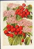 ROSA RUGOSA FRUIT ANTIQUE PRINT PLANT COLOR FINE ART