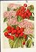 ROSA RUGOSA FRUIT ANTIQUE PRINT PLANT COLOR FINE ART