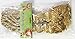 Fabric Bureau A Pair of Elegant Drapery Tiebacks Tassels for Window Home Decoration Chose from Style/Size/Color (Golden L)