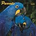 Parrots 2009 Square Wall Calendar