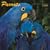 Parrots 2009 Square Wall Calendar