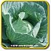 1 Oz Cabbage Seeds - 'Danish Ballhead' Bulk Vegetable Seeds