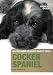 Cocker Spaniel