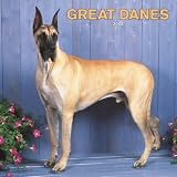 Great Danes 2008 Square Wall