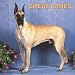 Great Danes 2008 Square Wall Calendar by BrownTrout Publishers