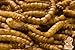 11lb Chubby Mealworms Bulk Dried Mealworms High Protein Treat for Chickens, Ducks, Birds and Much More