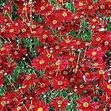 Limerock Ruby Coreopsis
