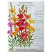 Snapdragon Seeds Tall Blend