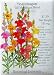 Snapdragon Seeds Tall Blend