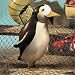 Watering Can - Penguin