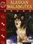 Alaskan Malamutes (Eye to Eye With Dogs II)