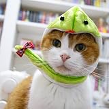 ����åȥץ�󡡰�Love�إӤˤ����ѿȥ��åȡ����꡼��