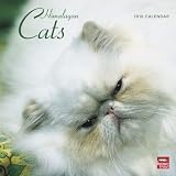 Himalayan Cats 2010 Wall Calendar