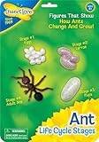 Insect Lore Ant Life Cycle Stages