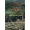 study Environmental Anthropology