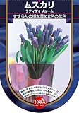 【Autumn Bulb】Muscari latifolium ムスカリ・ラティフォリウム (10球×1袋・10％OFF)
