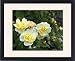 Framed Prints of Golden Flower Carpet from Ros Drinkwater