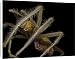 Canvas Prints of Scanning Electron Micrograph (SEM) of a female Common House Spider (Tegenaria from Robert Harding
