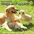 All about Dogs and Puppies (All Aboard Books)