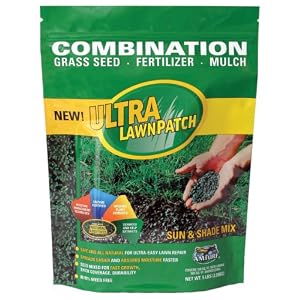 lawn grass seed
