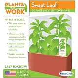 Sweet Leaf Stevia Terrarium - Plants that Work Kit by DuneCraft