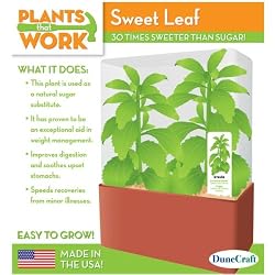 Sweet Leaf Stevia Terrarium - Plants that Work Kit by DuneCraft