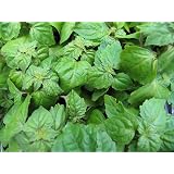 FragrantPatchouliPlant-PerfumeOils-Pogostemon