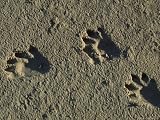 Raccoon Tracks on Newly Dredged Mud of Wetlands Restoration Project Photographic Poster Print by Tyrone Turner, 40x30
