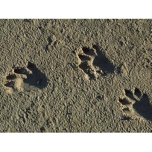 Raccoon Tracks