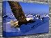 Bald Eagle Bird Nature Poster Print Picture Roll Canvas (UNFRAMED) Size:16