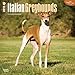 Italian Greyhounds 18-Month 2015 Calendar