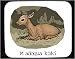 Decorated Mouse Pad with kirkii, deer, kirk's, africa, gazelle, madoqua, sit, dikdik,...