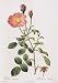 Moss Rose Redoute Flower Art Vintage Botanical Poster