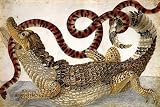Alligator with Snake by Maria Sibylla Merian. Art Poster Print: 20 inches width by 14 inches height.