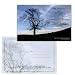 Blue Tree At Dusk Ascension Postcards By Colleen Hitchcock