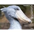 ハシビロコウ<br>千葉市動物公園編著 <br>東京書籍<br>1050円<br>ISBN:9784487804993