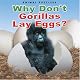 Why don't gorillas lay eggs?