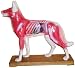 Acupuncture Dog Model (SM-11)